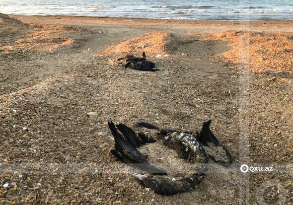 Массовая гибель птиц на побережье Каспия в Новханы (Фото)