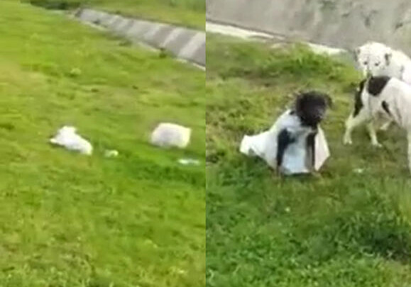 В Азербайджане собак завернули в мешки и бросили на обочине дороги (Видео) 