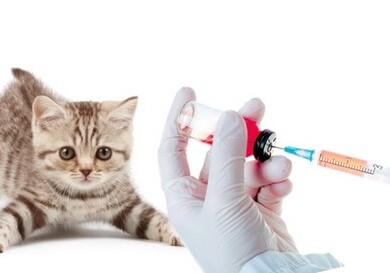 Россия стала первой в мире страной с зарегистрированной вакциной от COVID-19 для животных