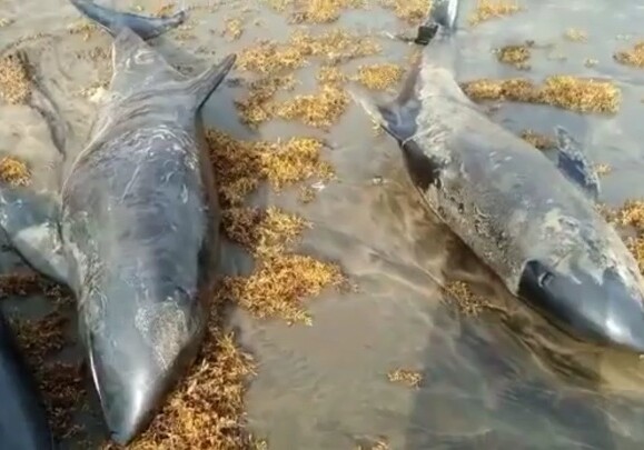 Около 60 мертвых дельфинов выбросило на побережье Ганы