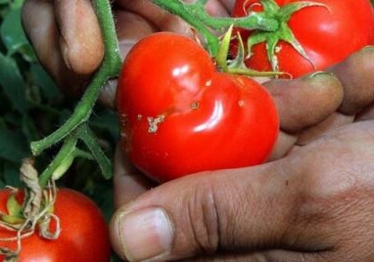В Дагестане забраковали партию томатов из Азербайджана
