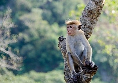Полиция Индии задержала преступников, учивших обезьян грабить