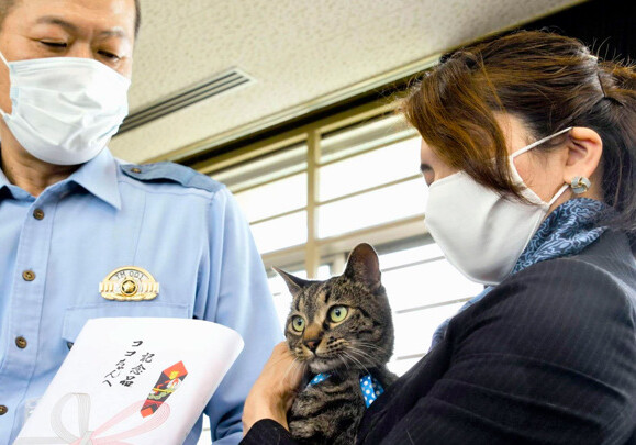В Японии спасшую человека кошку на день назначили главой полицейского управления (Видео)