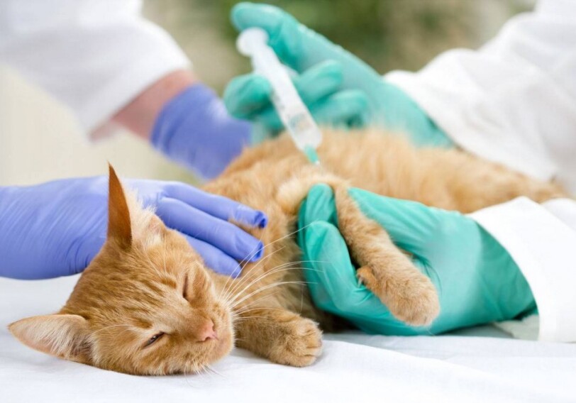 В Британии котенок заразился COVID-19 от хозяина и умер