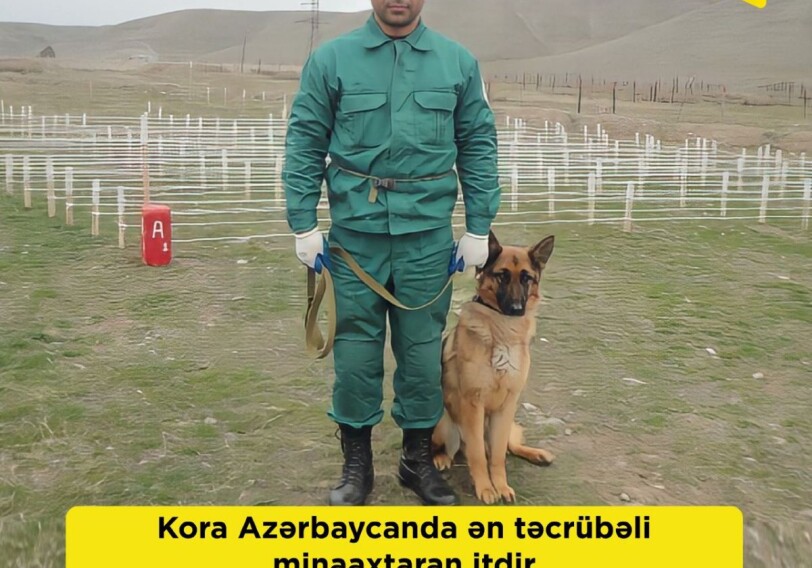 Четвероногий герой. Самая опытная собака-миноискатель в Азербайджане (Фото)