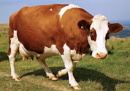 В Эстонии создали спрей от COVID-19 из молока коров