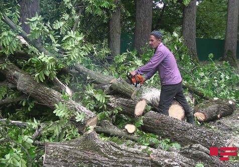В ряде районов Азербайджана сильный ветер повалил деревья, вызвав перебои в подаче электроэнергии (Фото)