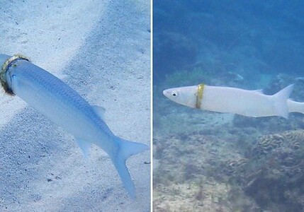 Потерянное в Тихом океане обручальное кольцо нашли надетым на рыбу