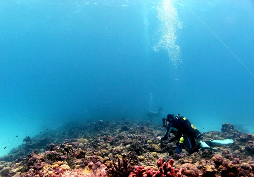 В Индонезии удалось восстановить коралловый риф - Как это делают и почему в этом стал участвовать бизнес? (Видео)