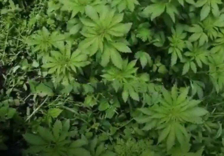 В Кельбаджаре обнаружена брошенная армянами плантация наркотиков (Видео)