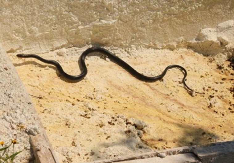 В этом месяце в Клинический медцентр в связи с укусами змей обратились 9 человек