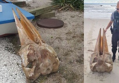 Гигантский череп неизвестного животного выбросило на берег в США