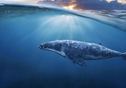 Рыбаки нашли в брюхе кита амбру на 1,5 млн долларов