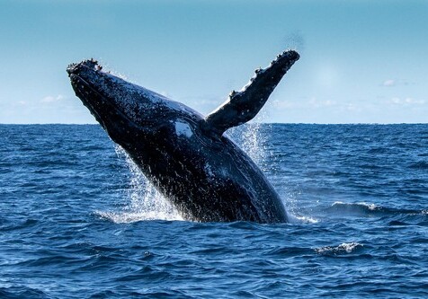 В США аквалангист выжил после того, как его проглотил кит  