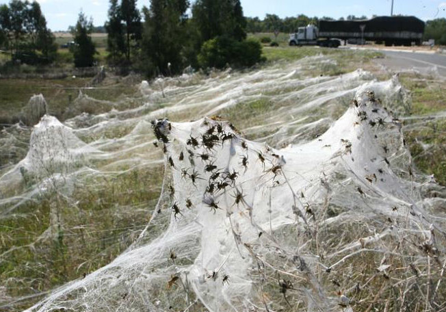 Море паутины: миллионы пауков устроили «апокалипсис» в Австралии