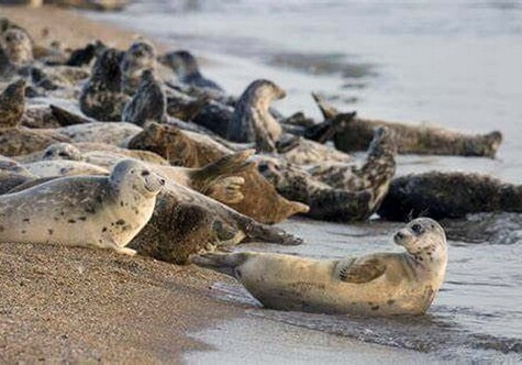 Каспийские тюлени нуждаются в нашей защите