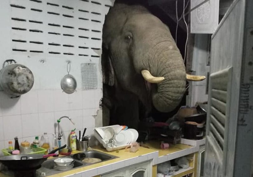 В Таиланде слон проломил стену жилого дома, потому что учуял запах риса на кухне (Видео)
