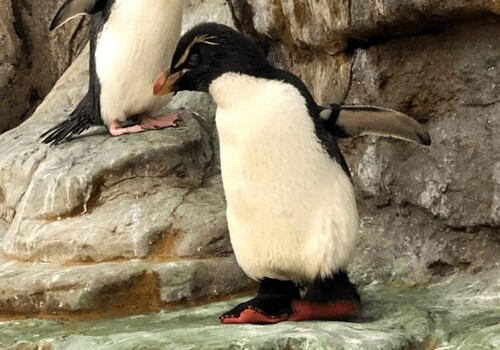 В зоопарке Сент-Луиса пожилому пингвину с артритом изготовили ботинки. 