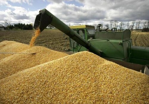 Сбор урожая зерновых в Азербайджане превысил 1,8 млн тонн
