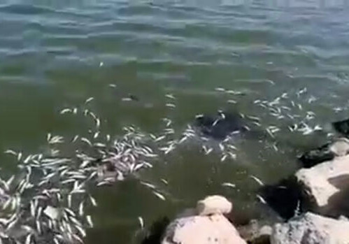 В Каспийском море произошла массовая гибель рыбы (Видео)