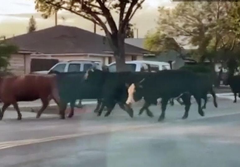 В США коровы разнесли целый город (Видео)