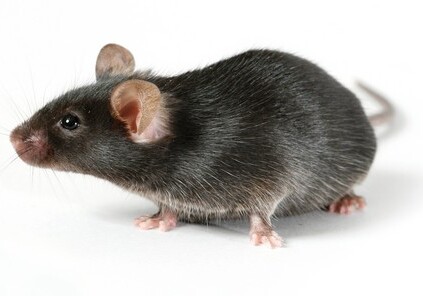 Из стволовых клеток впервые вырастили мышь с бьющимся сердцем