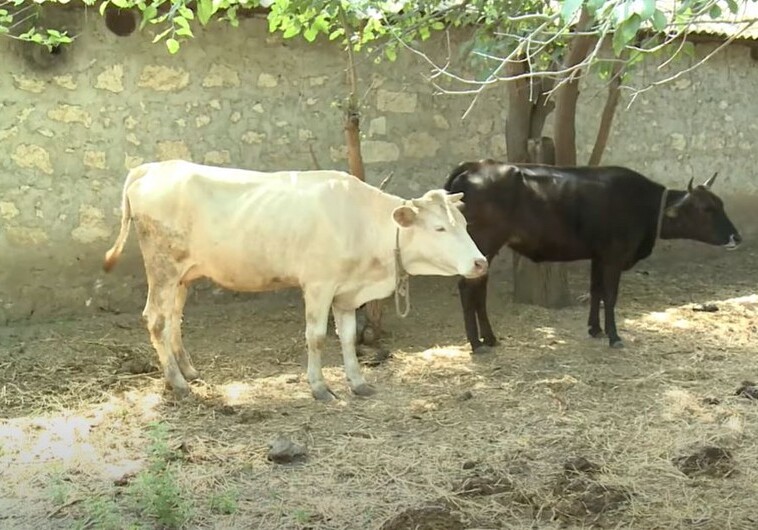 В Азербайджане распространилась смертельная болезнь среди крупного рогатого скота (Видео)