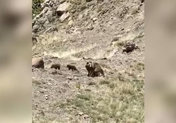 В горах Кельбаджара медведица и медвежата попали в объектив камеры (Видео)