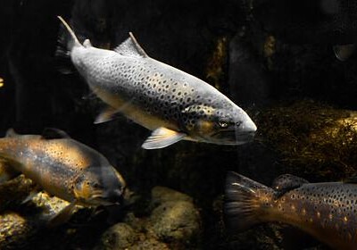 Ученые обнаружили у рыб зависимость от наркотиков