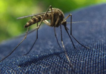 Создана ткань, полностью защищающая от укусов комаров