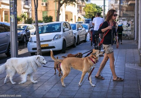 В Тель-Авиве хозяев, не убирающих за собаками, будут выявлять по ДНК питомцев