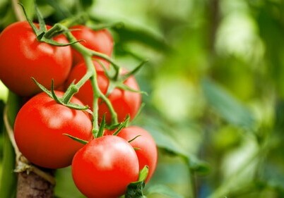 У помидоров выявили зачатки нервной системы