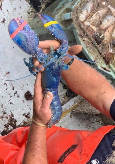 Рыбак из США поймал уникального голубого омара (Фото)