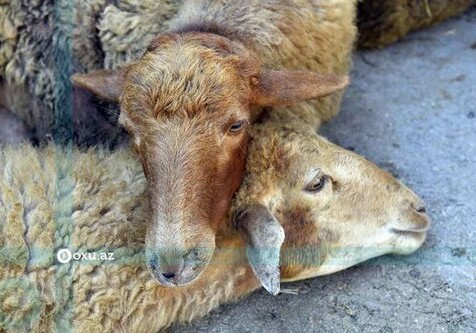 Сколько стоит мясо жертвенных животных в Азербайджане? (Фото)