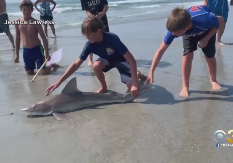 12-летний ребенок поймал на удочку акулу и попал на видео