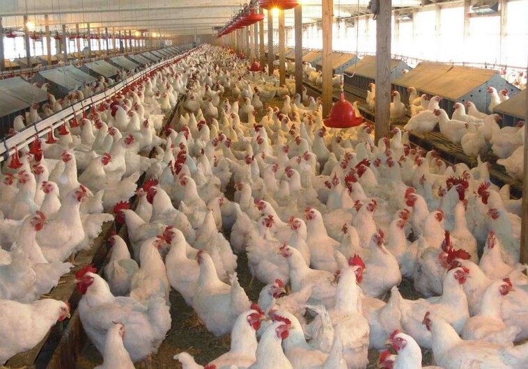 Введены ограничения на ввоз в Азербайджан мяса птицы