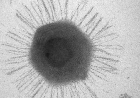 В самом глубоком месте нашей планеты найдены гигантские вирусы
