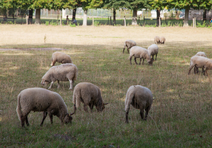 Ирландские историки «наняли на работу» стадо овец