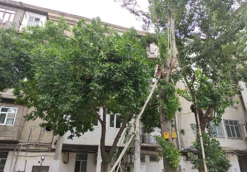 Ветер прошелся по Баку: повалены десятки деревьев (Фото-Видео)