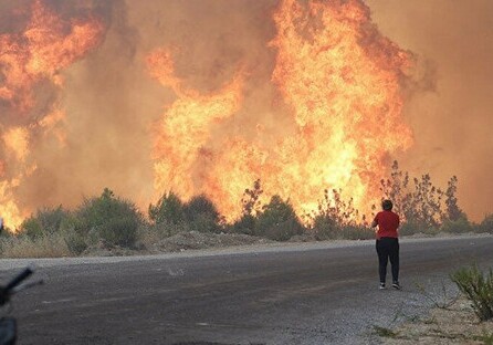 «Дети огня» взяли на себя ответственность за поджог лесов в Турции