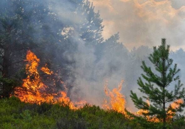 Замминистра: «Причиной пожаров в Ярдымлы является умышленный поджог»