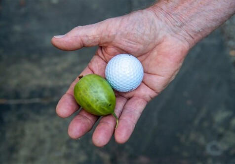 85-летний британец вырасти крыжовник размером с персик