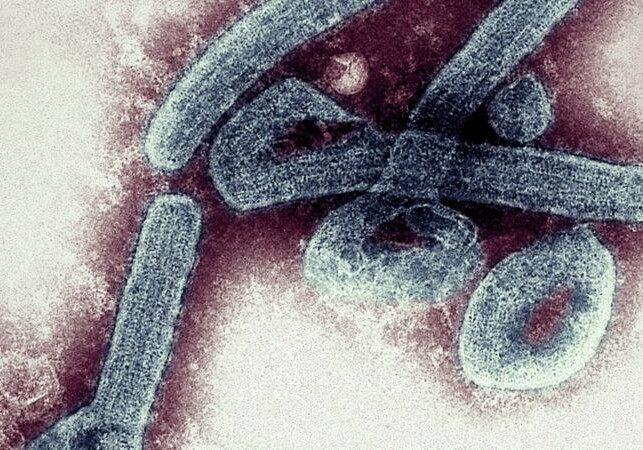 Похожий на Эболу - В Гвинее появился еще один смертельный вирус