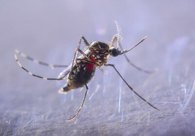 Генетики вывели комаров, которые не видят людей