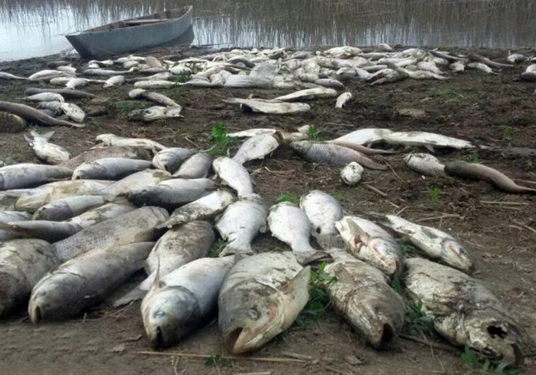 Установлена причина массовой гибели рыбы на Каспии