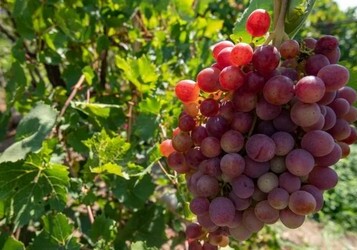 В винограде нашли соединения, помогающие бороться с раком легких