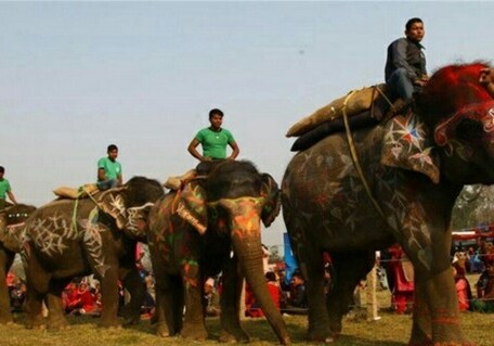 На Шри-Ланке запретят «вождение» слонов в нетрезвом виде