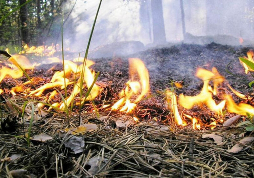 Пожар в горной местности в Гахе потушен