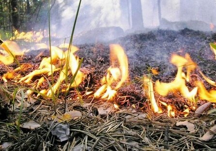 В поселке Бадамдар произошел пожар в лесистой местности (Видео-Обновлено)
