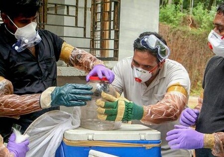 В Индии зафиксирована вспышка смертельно опасного вируса Нипах